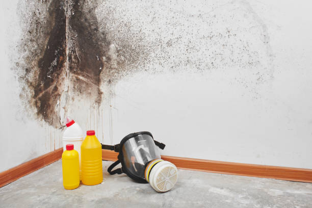 Best Preventive Mold Services in Marlow Heights, MD