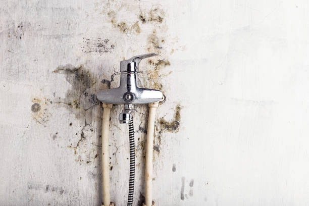 Best Industrial Mold Remediation in Marlow Heights, MD
