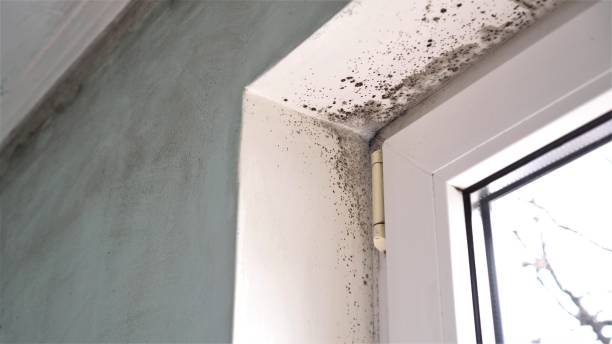 Professional Mold Remediation in Marlow Heights, MD