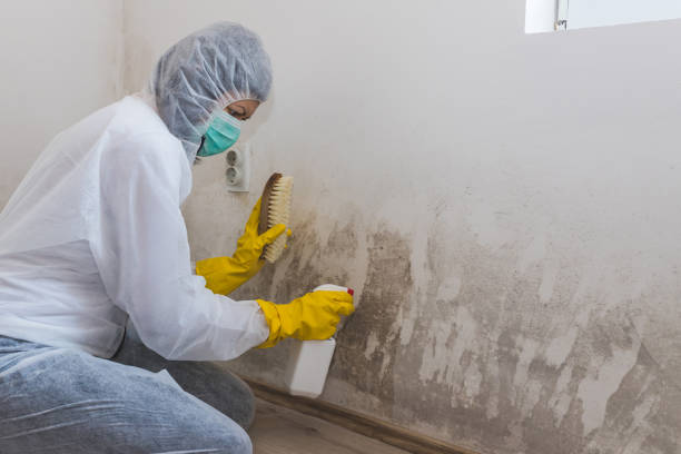 Best Post-Flood Mold Remediation in Marlow Heights, MD