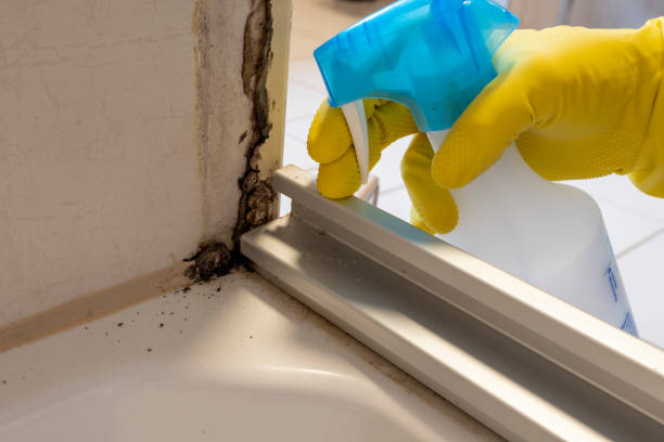 Best Residential Mold Remediation in Marlow Heights, MD