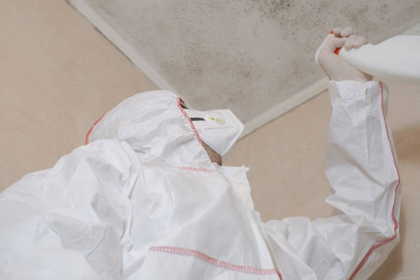 Best Preventive Mold Services in Marlow Heights, MD