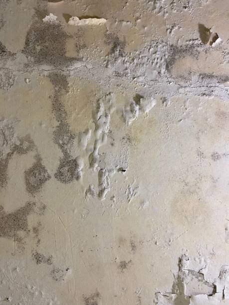 Best Post-Flood Mold Remediation in Marlow Heights, MD