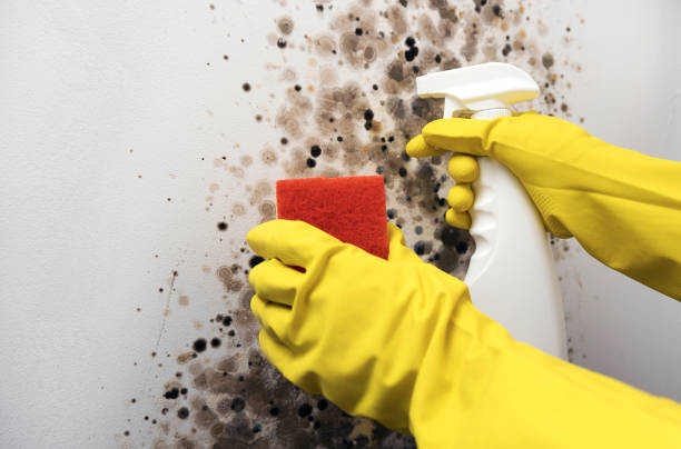 Best Residential Mold Remediation in Marlow Heights, MD