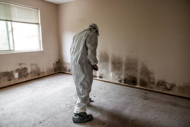 Reliable Marlow Heights, MD Mold Remediation Solutions