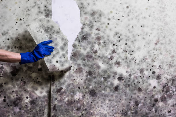 Best Residential Mold Remediation in Marlow Heights, MD