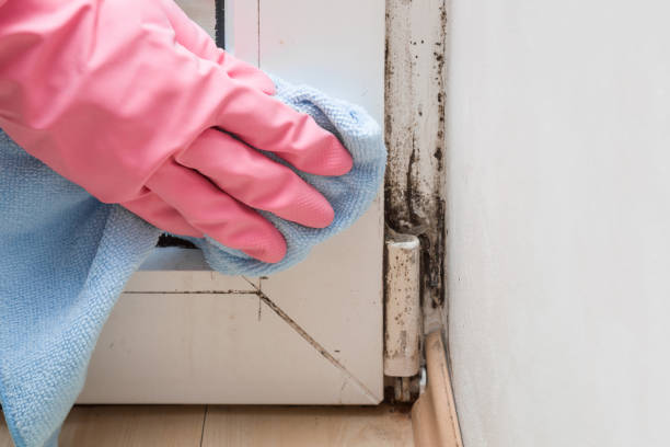 Best HVAC Mold Remediation in Marlow Heights, MD